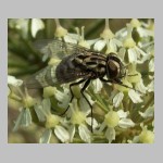 Graphomya maculata - Echte Fliege w08.jpg